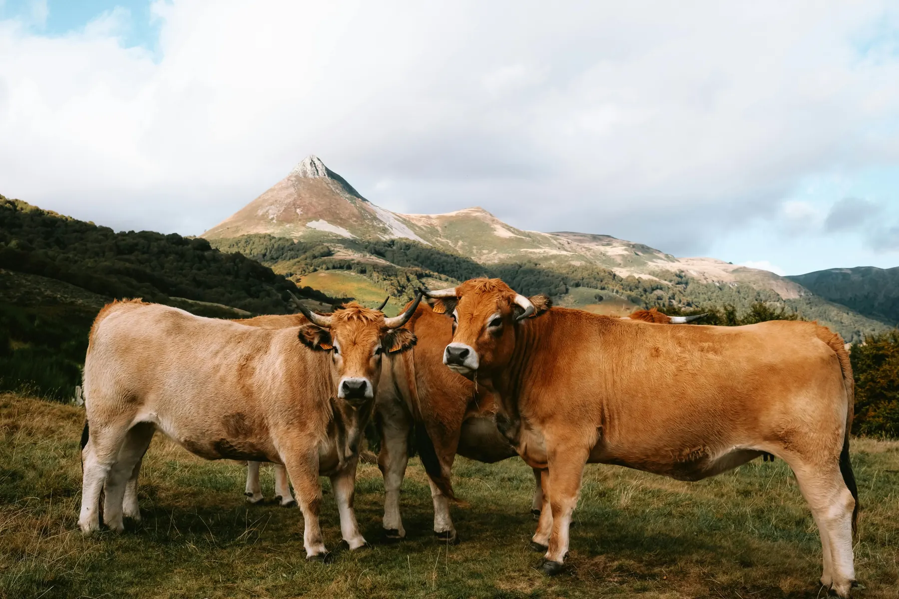 Bovini in un pascolo di montagna