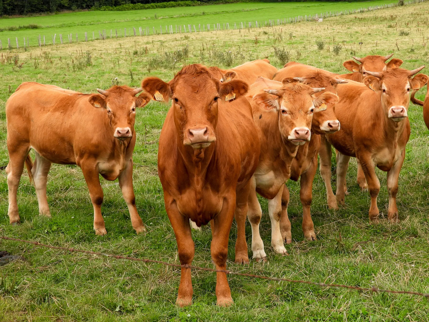 A group of cattle in a pasture